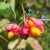 TRZMIELINA POSPOLITA (EUONYMUS EUROPAEUS)
