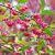 TRZMIELINA POSPOLITA (EUONYMUS EUROPAEUS)