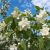 Jaśminowiec (Philadelphus coronarius)