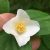 Jaśminowiec (Philadelphus coronarius)