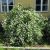 Jaśminowiec (Philadelphus coronarius)