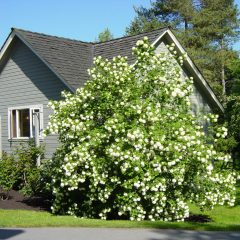 KALINA KORALOWA (VIBURNUM OPULUS)