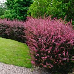 BERBERYS THUNBERGA (BERBERIS THUNBERGII)