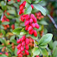 Berberys zwyczajny (Berberis vulgaris)