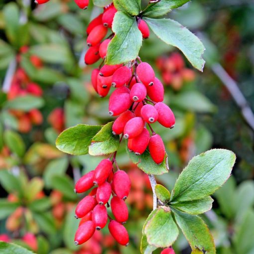 Berberys zwyczajny (Berberis vulgaris)