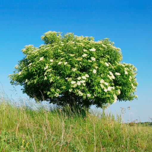 BEZ CZARNY (SAMBUCUS NIGRA)