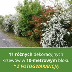 BLOK DEKORACYJNYCH KRZEWÓW (NA 10 METRÓW)