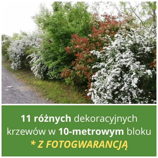 BLOK DEKORACYJNYCH KRZEWÓW (NA 10 METRÓW)