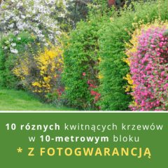 BLOK KWITNĄCYCH KRZEWÓW (NA 10 METRÓW)