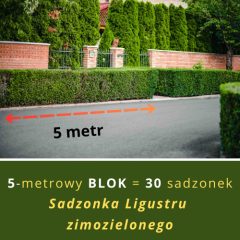 BLOK LIGUSTRU ZIMOZIELONEGO (NA 5 METRÓW)