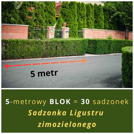 BLOK LIGUSTRU ZIMOZIELONEGO (NA 5 METRÓW)