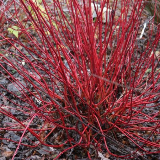 Dereń biały (Cornus alba)