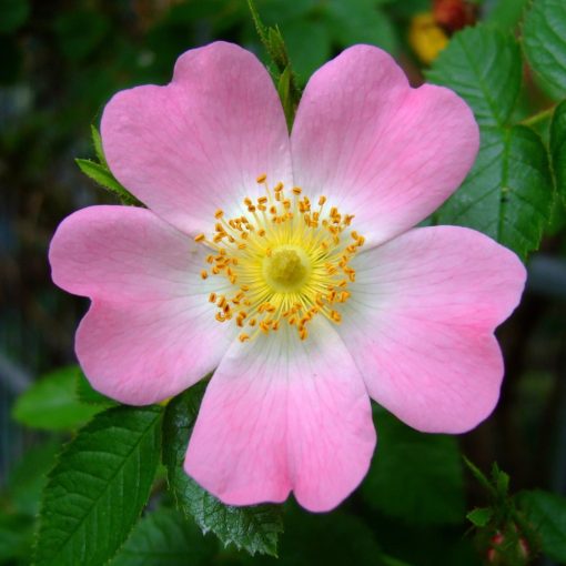 Dzika róża (Rosa canina)