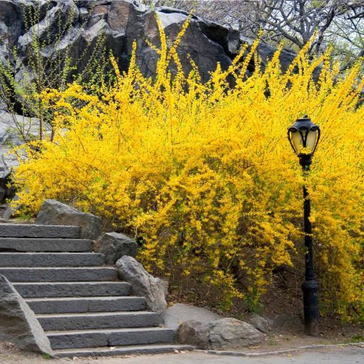 Forsycja pośrednia (Forsythia intermedia)