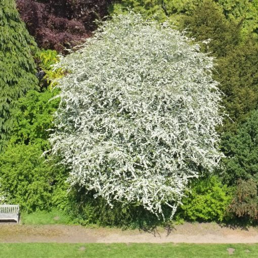 GŁÓG JEDNOSZYJKOWY (CRATAEGUS MONOGYNA)