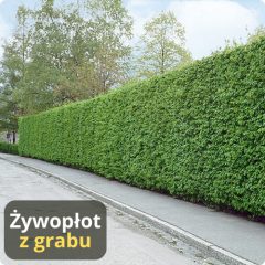 EFEKTOWNY „HYBRYDOWY” ŻYWOPŁOT Z GRABU