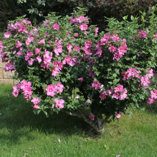 KETMIA SYRYJSKA / HIBISKUS (HIBISCUS SYRIACUS)