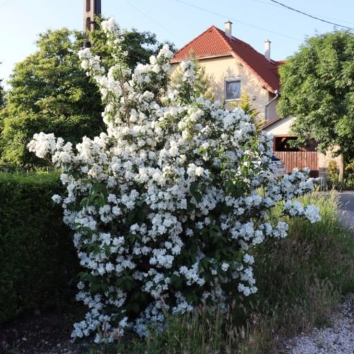 Jaśminowiec (Philadelphus coronarius)