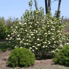 Kalina hordowina (Viburnum lantana)