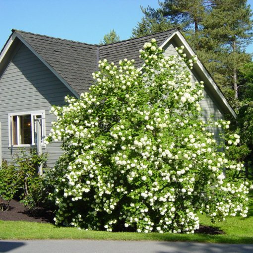 KALINA KORALOWA (VIBURNUM OPULUS)