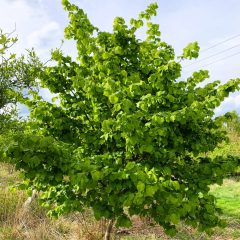 LESZCZYNA / ORZECH LASKOWY (CORYLUS AVELLANA)