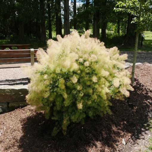 PERUKOWIEC PODOLSKI (COTINUS COGGYGRIA)