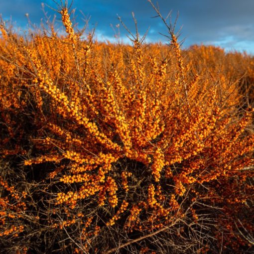 Rokitnik zwyczajny (Hippophae rhamnoides)