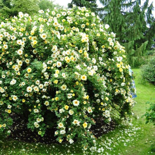 RÓŻA GĘSTOKOLCZASTA (ROSA PIMPINELLIFOLIA)