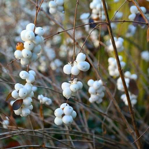 Śnieguliczka biała (Symphoricarpos albus)