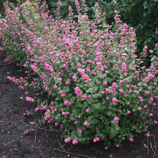 Śnieguliczka purpurowa (Symphoricarpos orbiculatus)