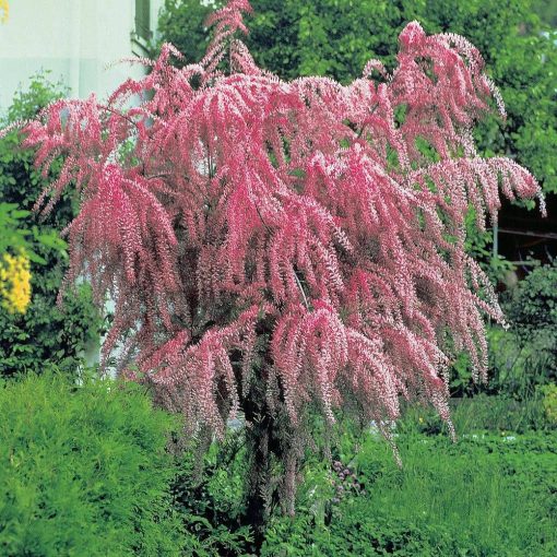 TAMARYSZEK CZTEROPRĘCIKOWY / DROBNOKWIATOWY (TAMARIX TETRANDRA)