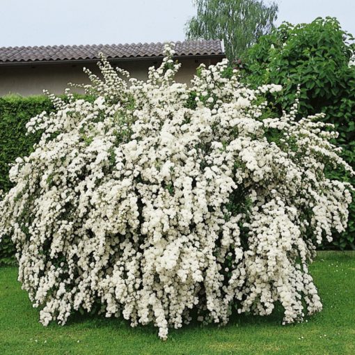 Tawuła van Houtte'a (Spiraea x vanhouttei)